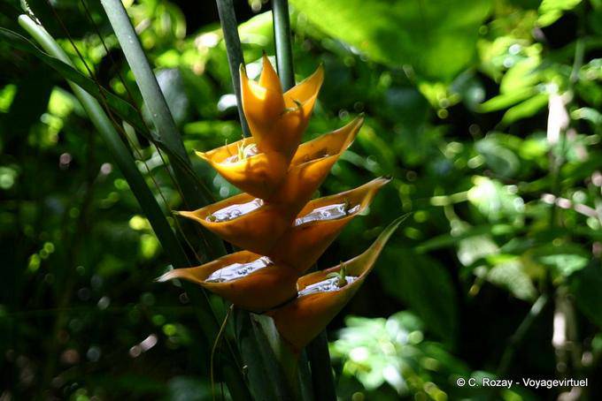 Heliconia caribaea amarelo ou Balisier Caribe, Guadalupe - Guadalupe