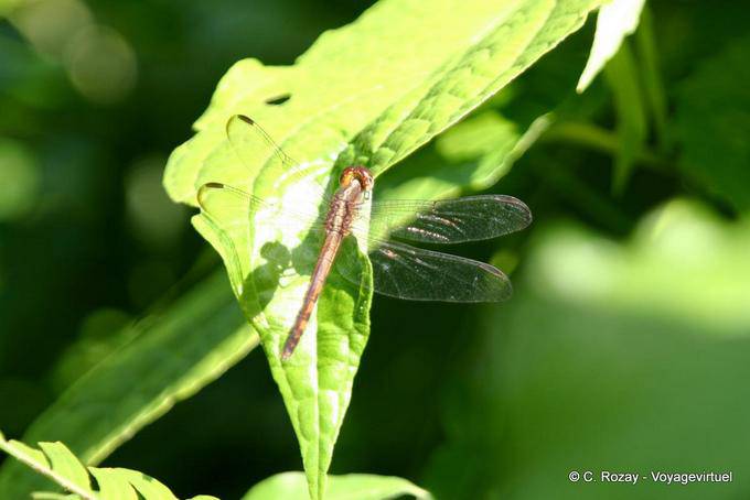 Dragonfly (Odonata anisopteran), Guadalupe - Guadalupe