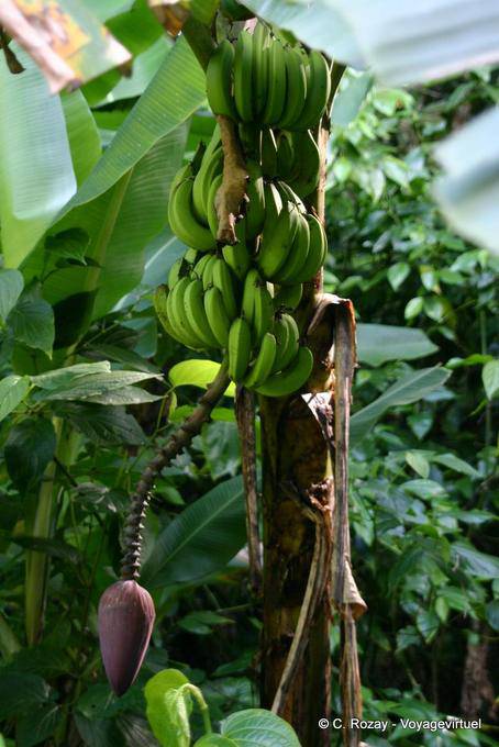 Cacho de bananas em uma banana, Guadalupe - Guadalupe