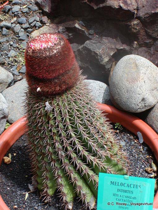 Melocactus Intortus, também chamado de cabeça cactus para Inglês, Jardim Deshaies - Guadalupe