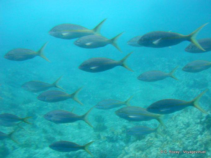 Atmosfera subaquática, mergulho Malendure - Guadalupe