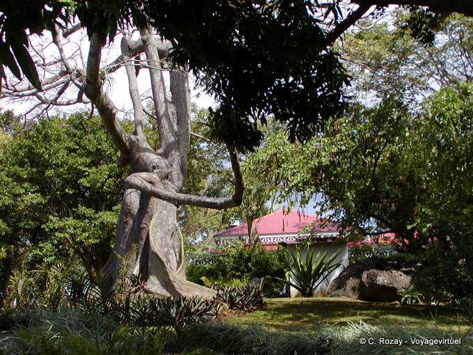 Kapok árvore ou queijo, jardim botânico de Deshaies - Guadalupe