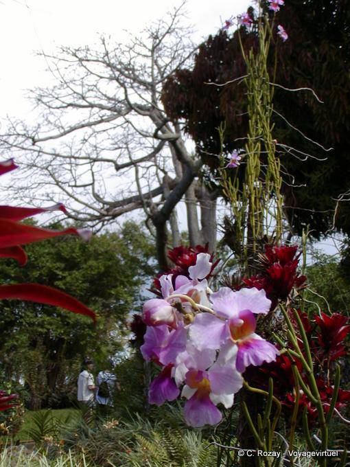 Orquídeas no parque florais e animais Deshaies - Guadalupe