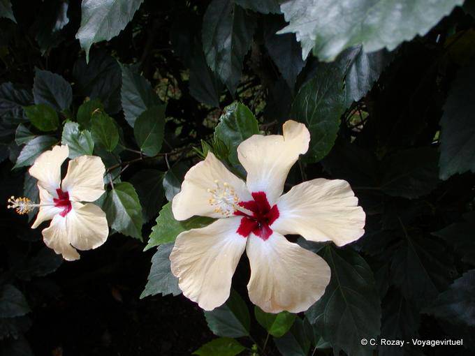 Flores de hibisco, família malva, Deshaies Jardim Botânico - Guadalupe