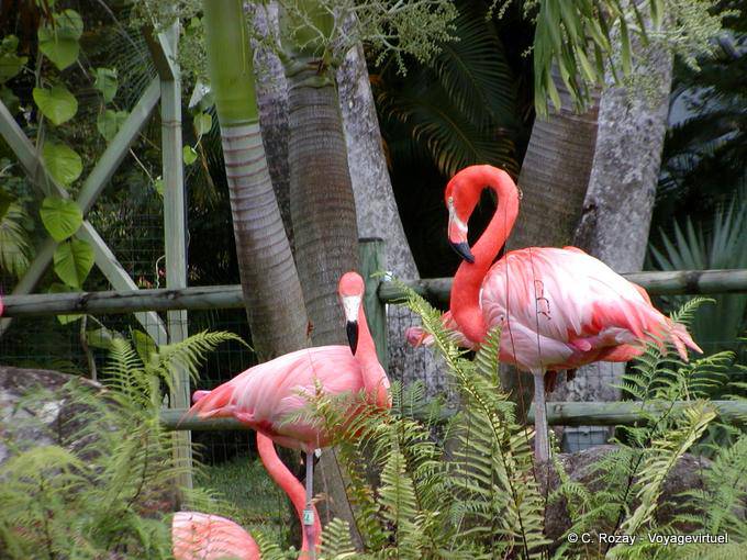 Flamingos caribenhos (Phoenicopterus ruber), Jardim de Deshaies - Guadalupe
