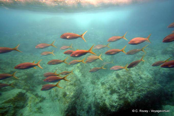Banc de peixes coloridos, mergulho Malendure, Pigeon Ilhota - Guadalupe