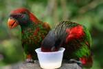 Lorikeet variado (Psitteuteles versicolor), Deshaies jardim botânico, Guadalupe.
