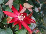 Passiflora vitifolia, jardim Deshaies, Guadalupe.
