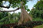 Tronco de um queijo (Ceiba), Jardim de Deshaies, Guadalupe.