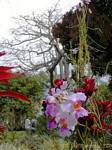 Orquídeas no parque florais e animais Deshaies, Guadalupe.
