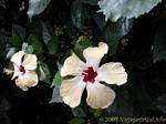 Flores de hibisco, família malva, Deshaies Jardim Botânico, Guadalupe.