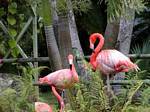 Flamingos caribenhos (Phoenicopterus ruber), Jardim de Deshaies, Guadalupe.