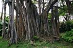 Raízes aéreas do banyan, jardim Deshaies, Guadalupe.