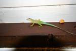 Lagarto em uma farra, Pointe-à-Pitre, Guadalupe.