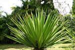 Família Yucca Agavaceae, Jardim Deshaies, Guadalupe.