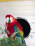Parrot Scarlet Macaw ou Ara macao, Deshaies Parque, Guadalupe.