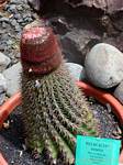 Melocactus Intortus, também chamado de cabeça cactus para Inglês, Jardim Deshaies, Guadalupe.