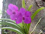 Orquídeas Ascocenda Princesa Mikasa rosa, Deshaies, Guadalupe.