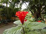 Planta com flor vermelha-alaranjada (não identificado), Jardim de Deshaies, Guadalupe.