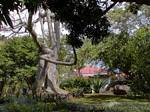 Kapok árvore ou queijo, jardim botânico de Deshaies, Guadalupe.