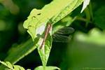 Dragonfly (Odonata anisopteran), Guadalupe, Guadalupe.