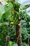 Cacho de bananas em uma banana, Guadalupe, Guadalupe.