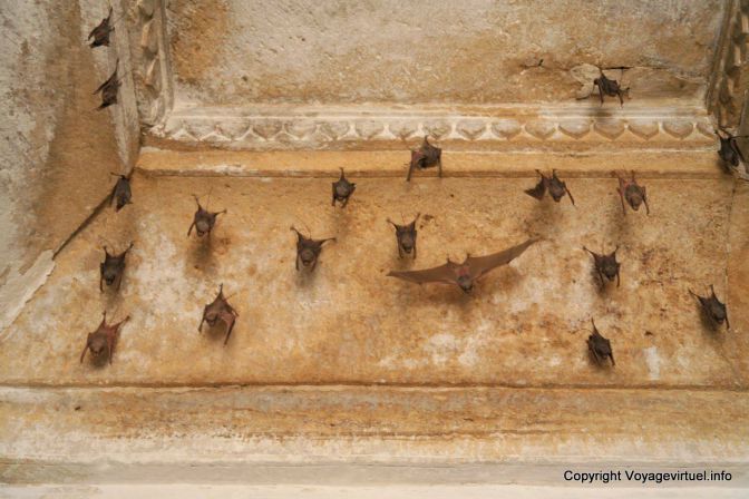 Jaisalmer Gadi Sagar Tank Chauve Souris - India