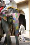 Elephant Jaipur amber.