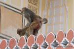 Jaipur city palace.