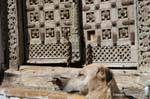 Jaisalmer citadelle chien devant porte.