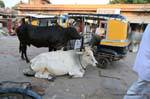 Jodhpur old city sardar bazar.
