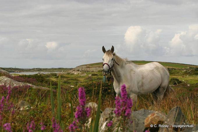 Flores e cavalo branco, Connemara Galway - Irlanda