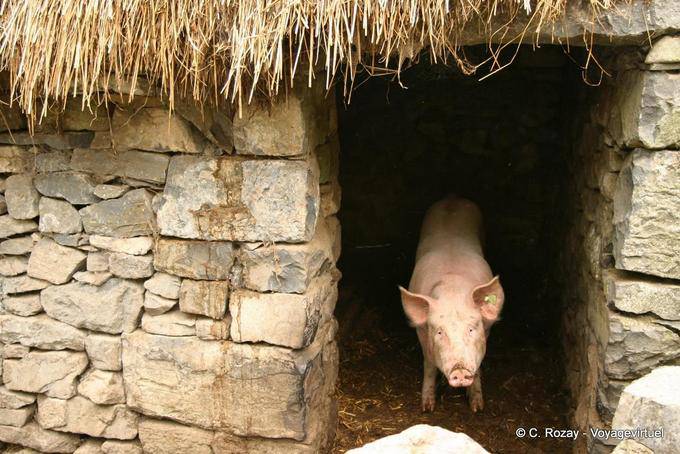 Big porco, porco cor de rosa em seu chiqueiro, Bunratty Folk Park - Irlanda
