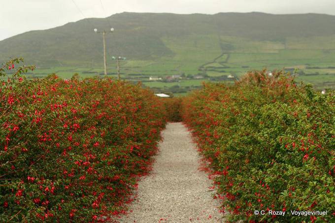Beco dos fúcsia no caminho para o Oratório, Dingle - Irlanda