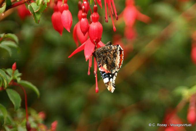 Borboleta em fuschia flor, Ballygall Dingle - Irlanda
