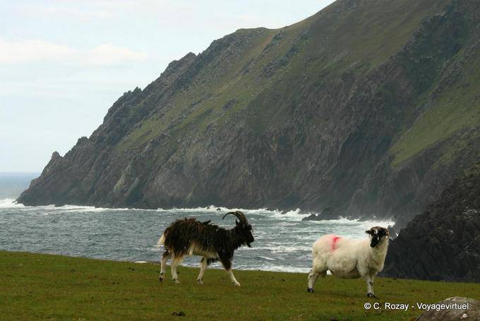 Caprinos e ovinos no penhasco, Brandon Creek, Dingle - Irlanda
