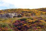 Flores coloridas vegetação, Connemara Clifden Sky Road, Irlanda.