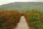 Beco dos fúcsia no caminho para o Oratório, Dingle, Irlanda.