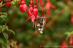 Borboleta em fuschia flor, Ballygall Dingle, Irlanda.