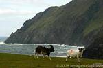 Caprinos e ovinos no penhasco, Brandon Creek, Dingle, Irlanda.