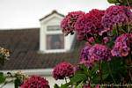 Hortênsias rosa vermelha, Dingle, Irlanda.