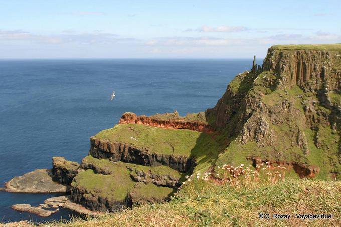 Flores e pássaro de mar, Giants Causeway - Irlanda do Norte