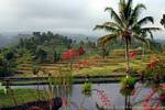 As belas paisagens cultivadas a partir do hotel Jambewangi, Java, Indonésia.