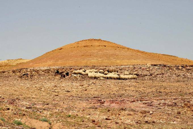 Colina ovelhas, Jordan - Jordania