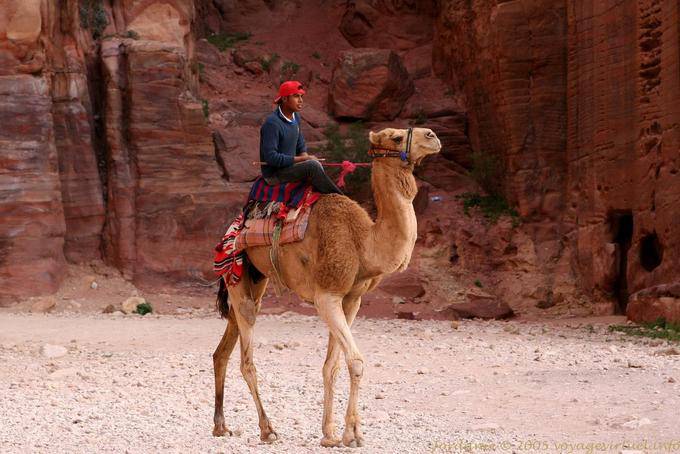 Camel montado no sopé da falésia, Petra Khubta - Jordania