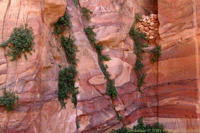 Vegetação apego às falhas do penhasco, Petra Khubta - Jordania