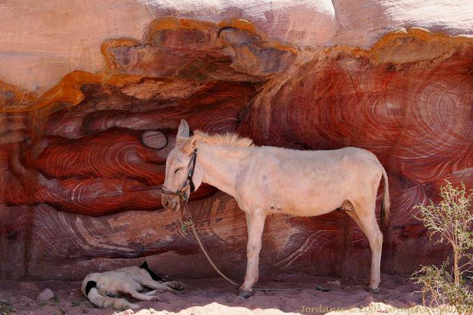O burro eo cão a dormir à sombra da falésia, Petra Khubta - Jordania
