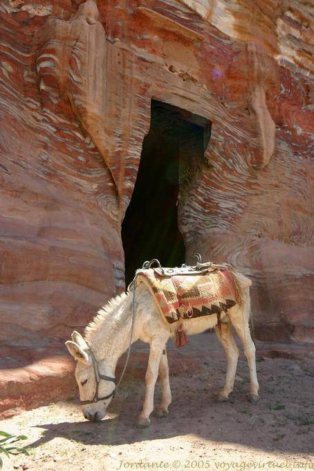 Mula branca em frente à entrada de uma tumba, Petra Khubta - Jordania