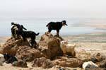 Cabras em rochas com vista para o Mar Morto, Jordania.