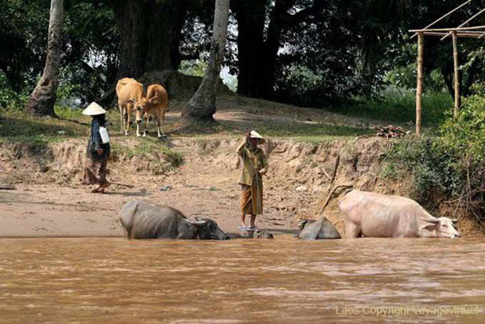 Búfalos banho, Det Ilha, Laos